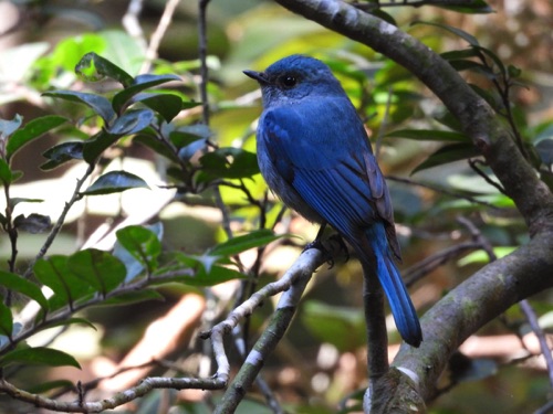 Verditer Flycatcher